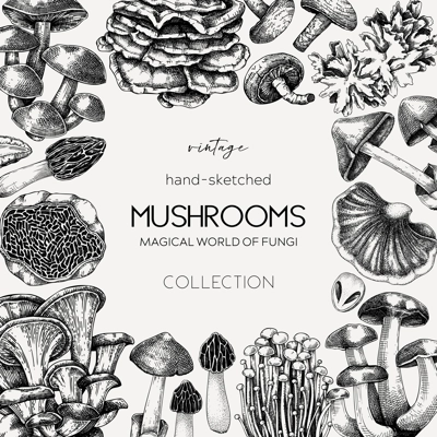 Edible mushrooms background. Forest mushrooms frame, card design. Fungi, healthy food, vegan product sketches. Autumn hand-drawn vector illustration. Engraved style design template